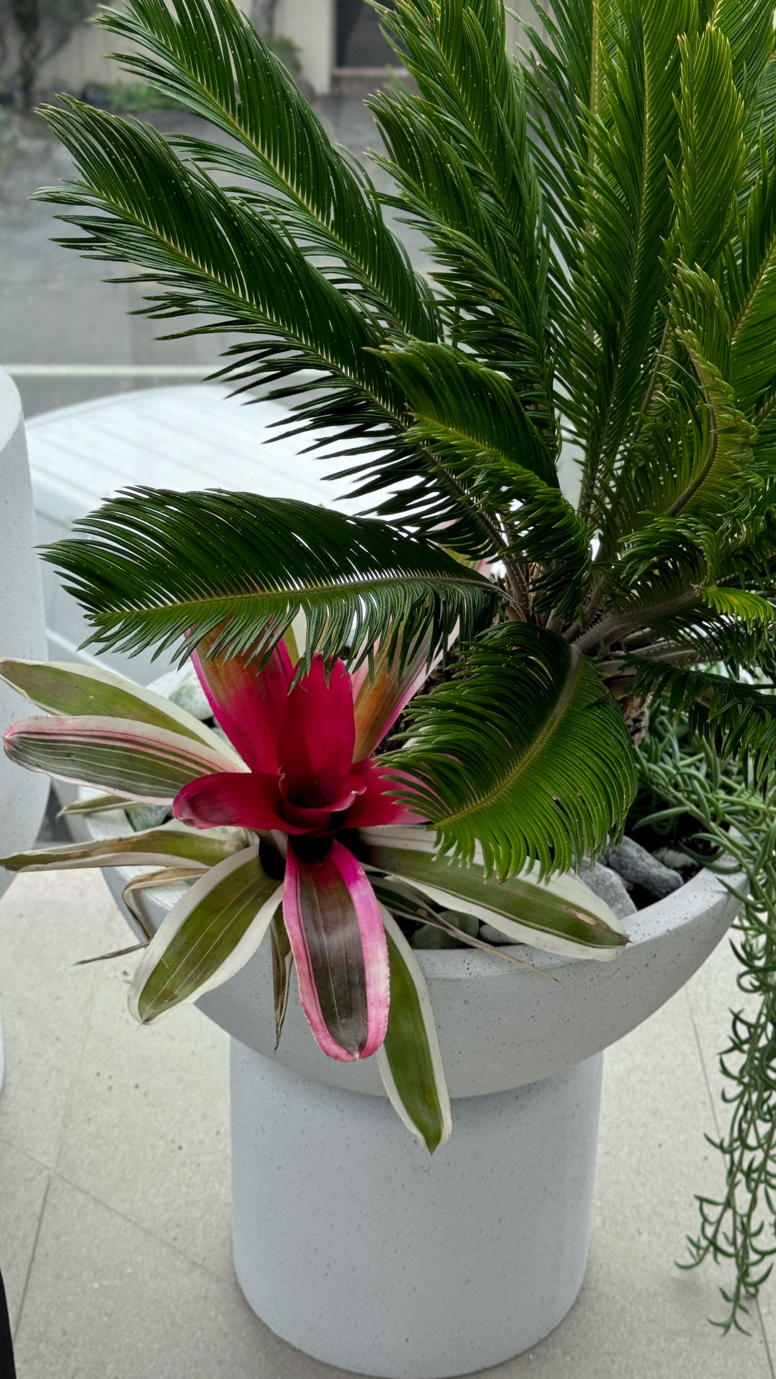 Interior plantscaping by Plants For Friends